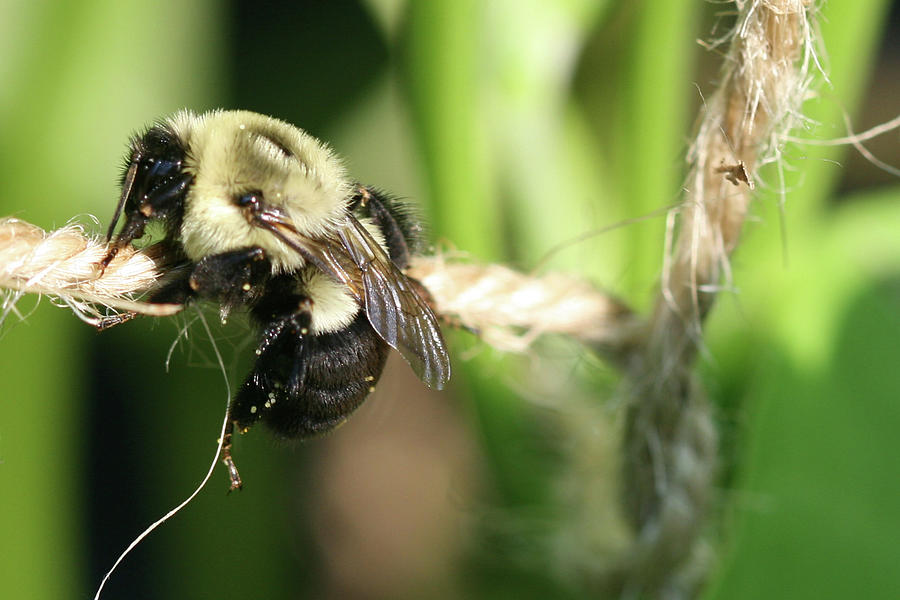 Bumble Bee Photograph - Bee Hanging Onto Twine Glistening In Sunlight After Working by Bonnie Boden Bumble Bee Photograph - Bee Hanging Onto Twine Glistening In Sunlight After Working by Bonnie Boden