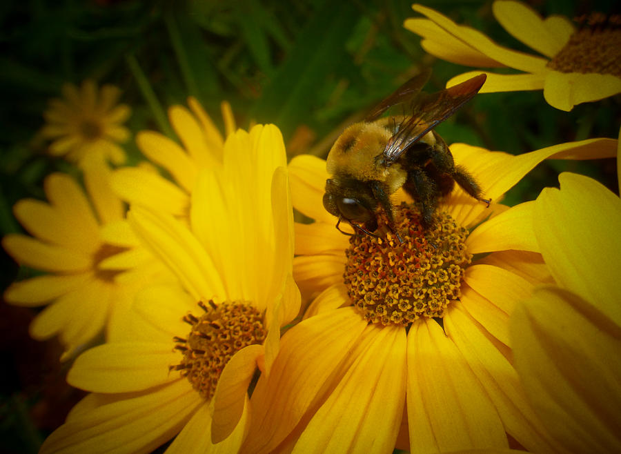 Bee Happy Photograph by Dave Bosse
