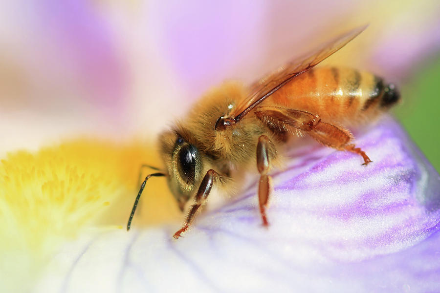 Bee Happy Photograph by Donna Kennedy