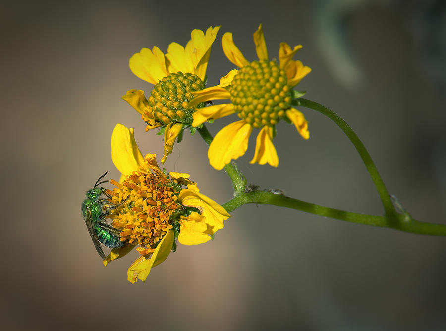 Bee Happy Photograph by Elaine Malott