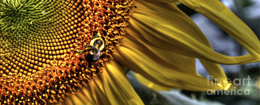 Sunflower Photograph - Bee Happy by Guy Harnett