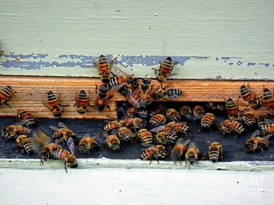 Bee Happy Photograph by Marcia Lee Jones