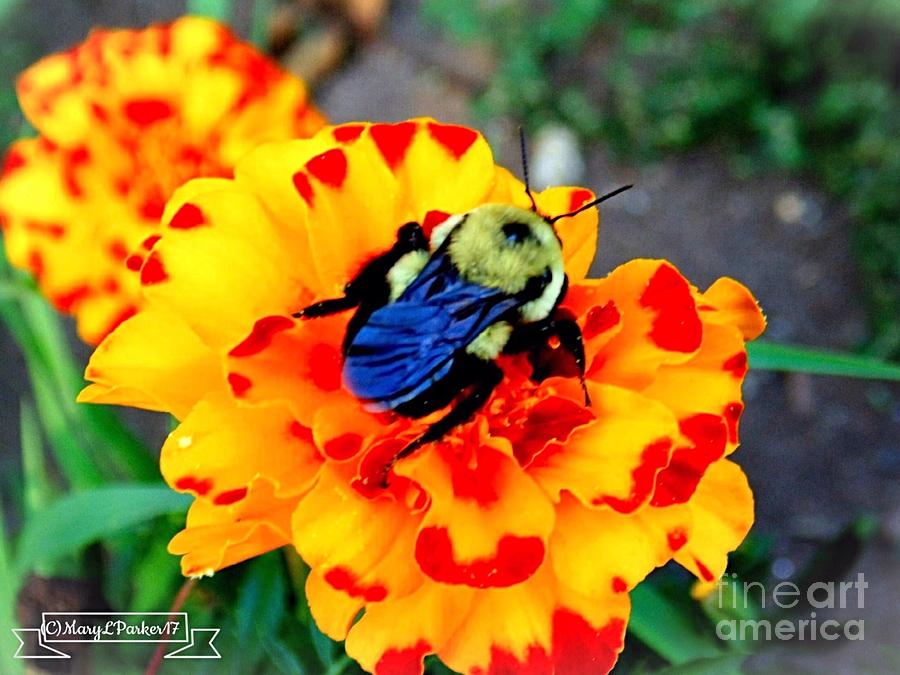 Spring Photograph - Bee Happy   by MaryLee Parker