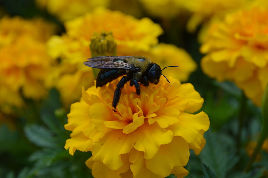 Bee Happy Photograph by Sarah Faulkner - Fine Art America