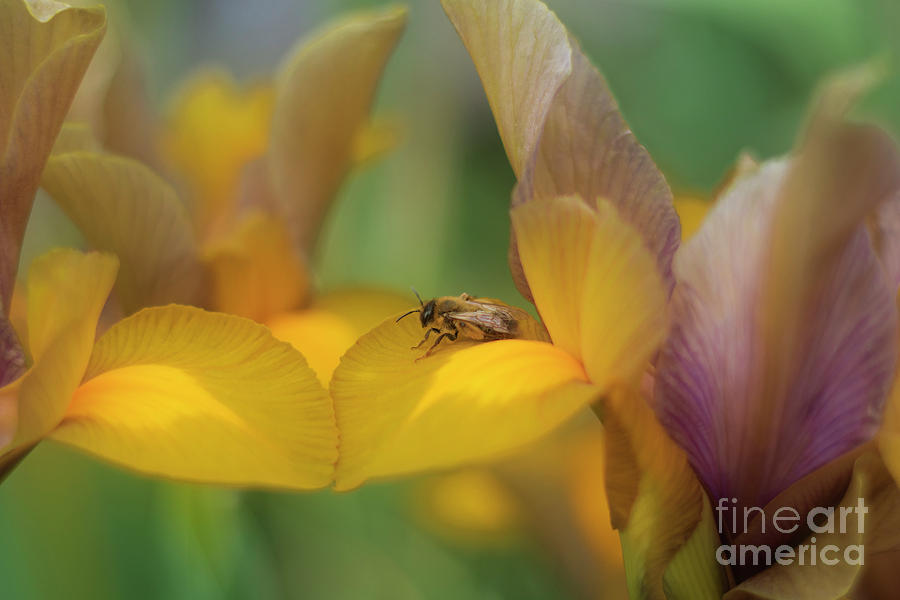 Bee Happy Photograph by Terri Waters