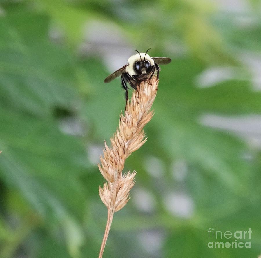 Bee-have Photograph by J L Zarek