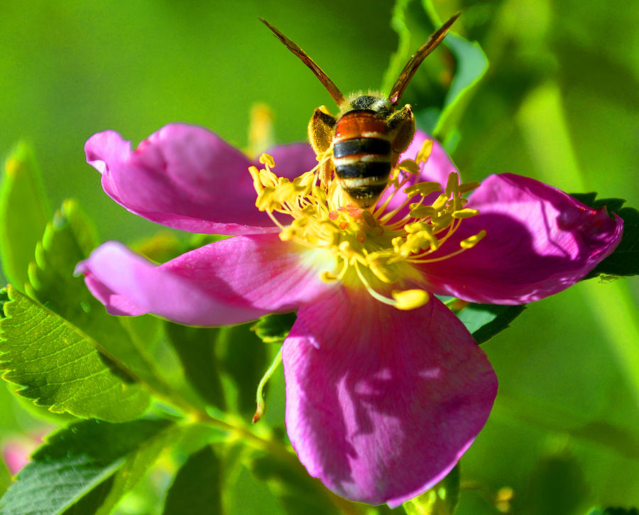 Wild Rose Photograph - Bee Here Now by Susanne Still