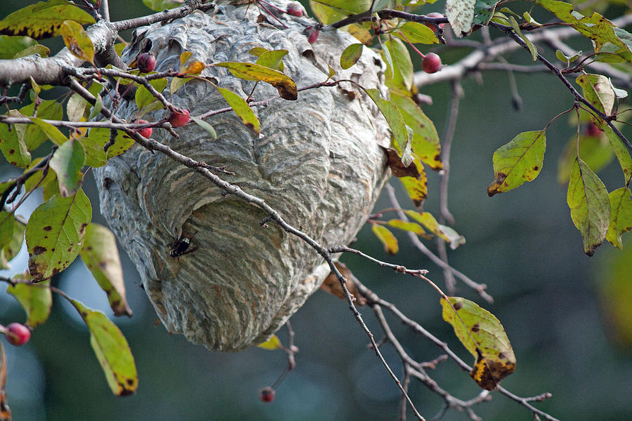 Bee Hive 1 Photograph by June Goggins - Fine Art America