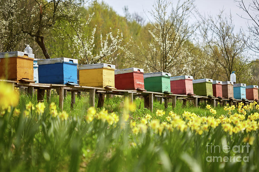 Bee hives in the field and orchard Photograph by Ragnar Lothbrok
