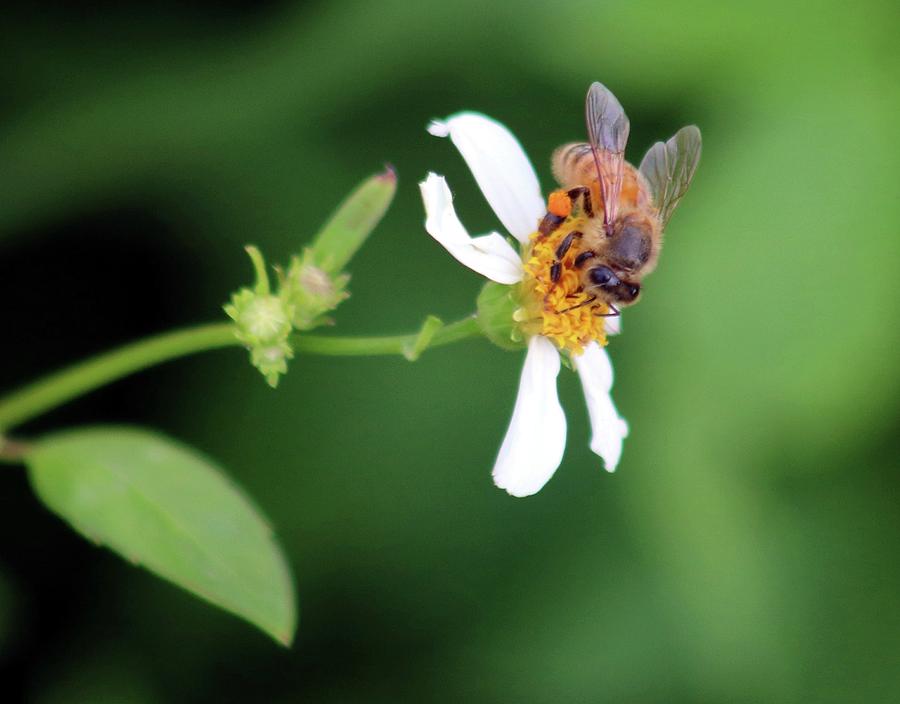Bee Holdin On Photograph by Robert Wilder Jr