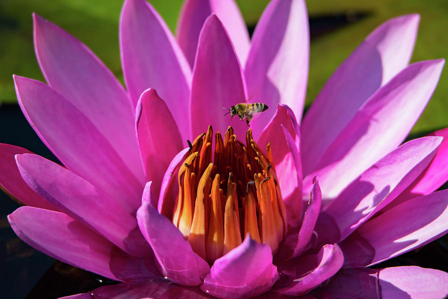 Bee Hovering Over Pink Water Lily Photograph by Artful Imagery