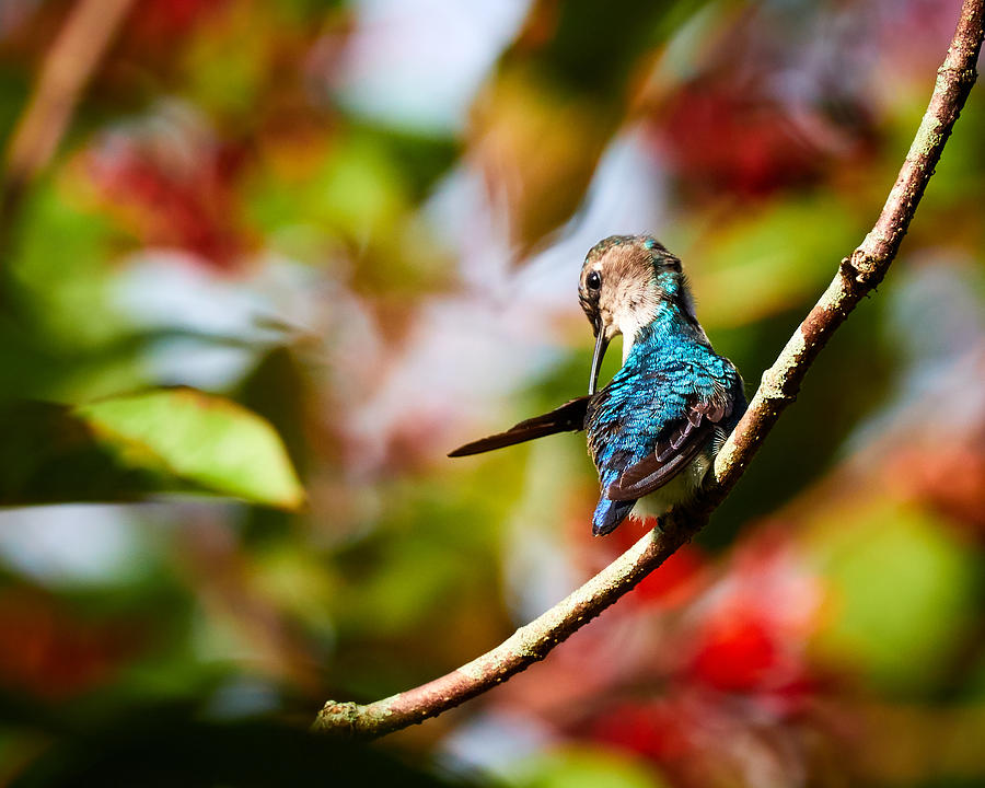 Bee Hummingbird Photograph by David Beebe