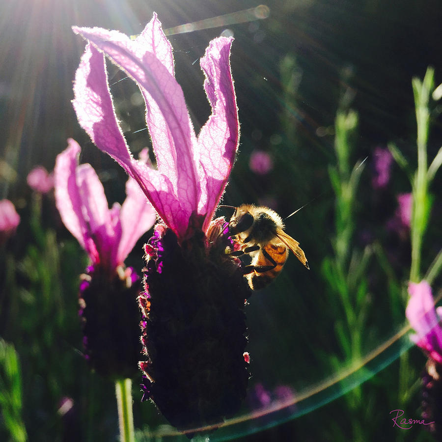 Summer Photograph - Bee Illuminated by Rasma Bertz