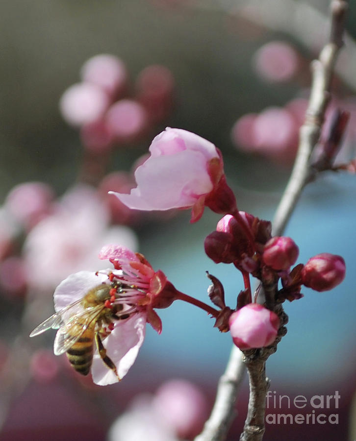 Bee in a Blossom Photograph by Heather Kirk