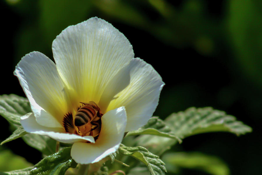 Bee in a Bud Photograph by Robert Wilder Jr