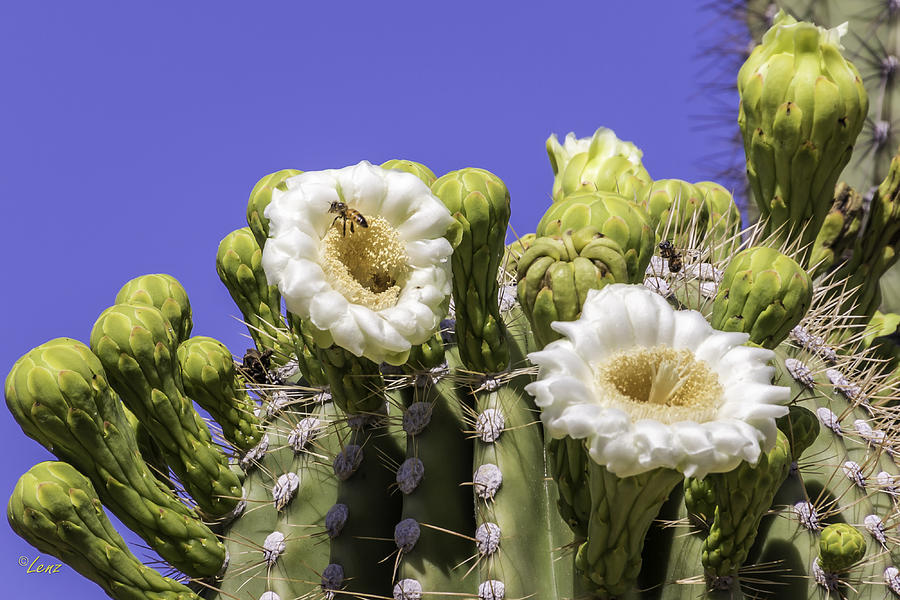 Bee in a Cactus Photograph by George Lenz - Fine Art America