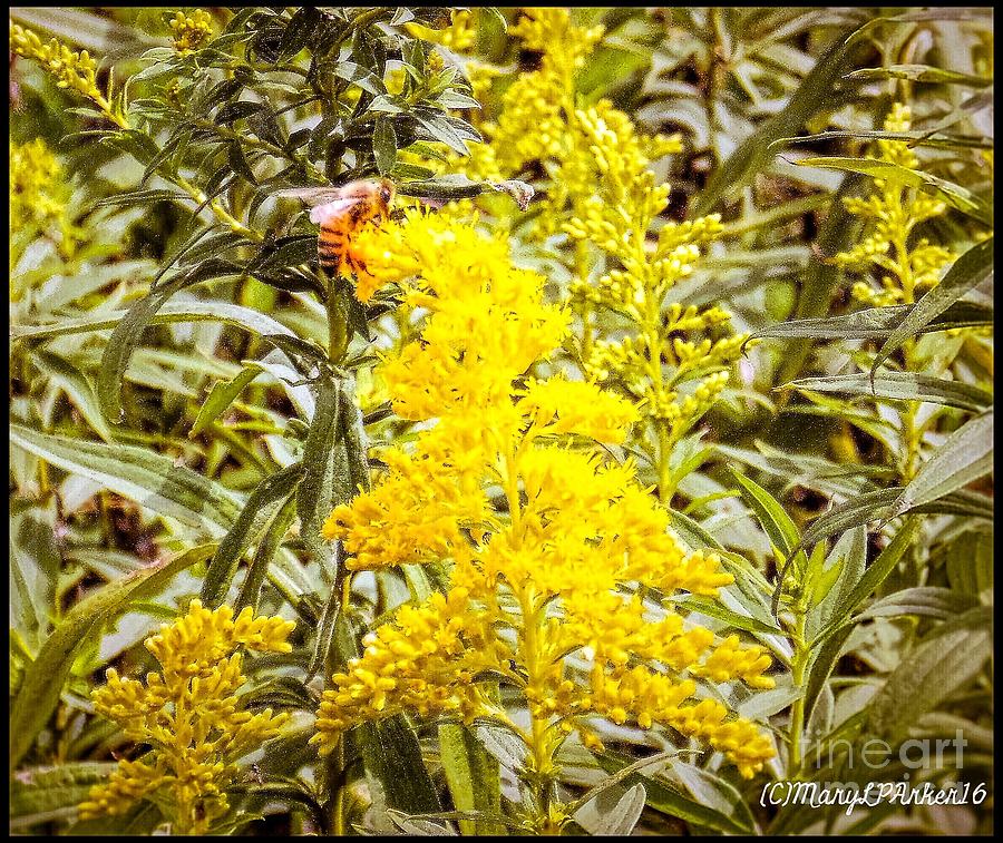 Bee In A  Field Of Goldenrod Photograph by MaryLee Parker