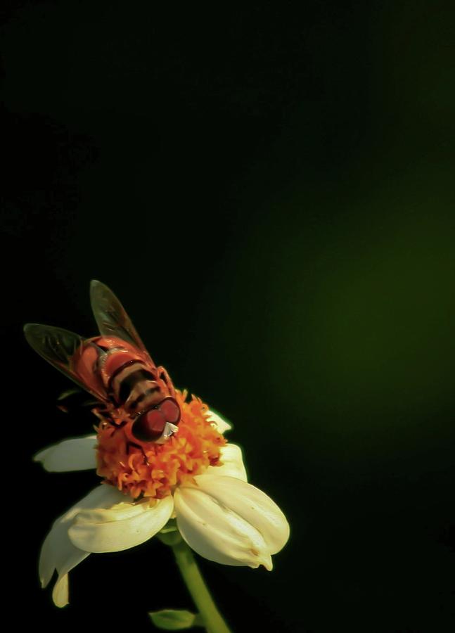 Bee in a Mask Photograph by Robert Wilder Jr