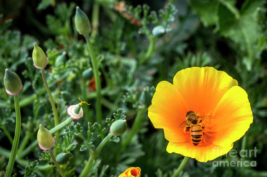 Nature Photograph - Bee in a Poppy by Shawn Jeffries