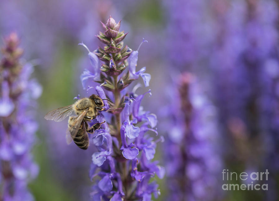 Salvia Photograph - Bee in a Purple World by Eva Lechner