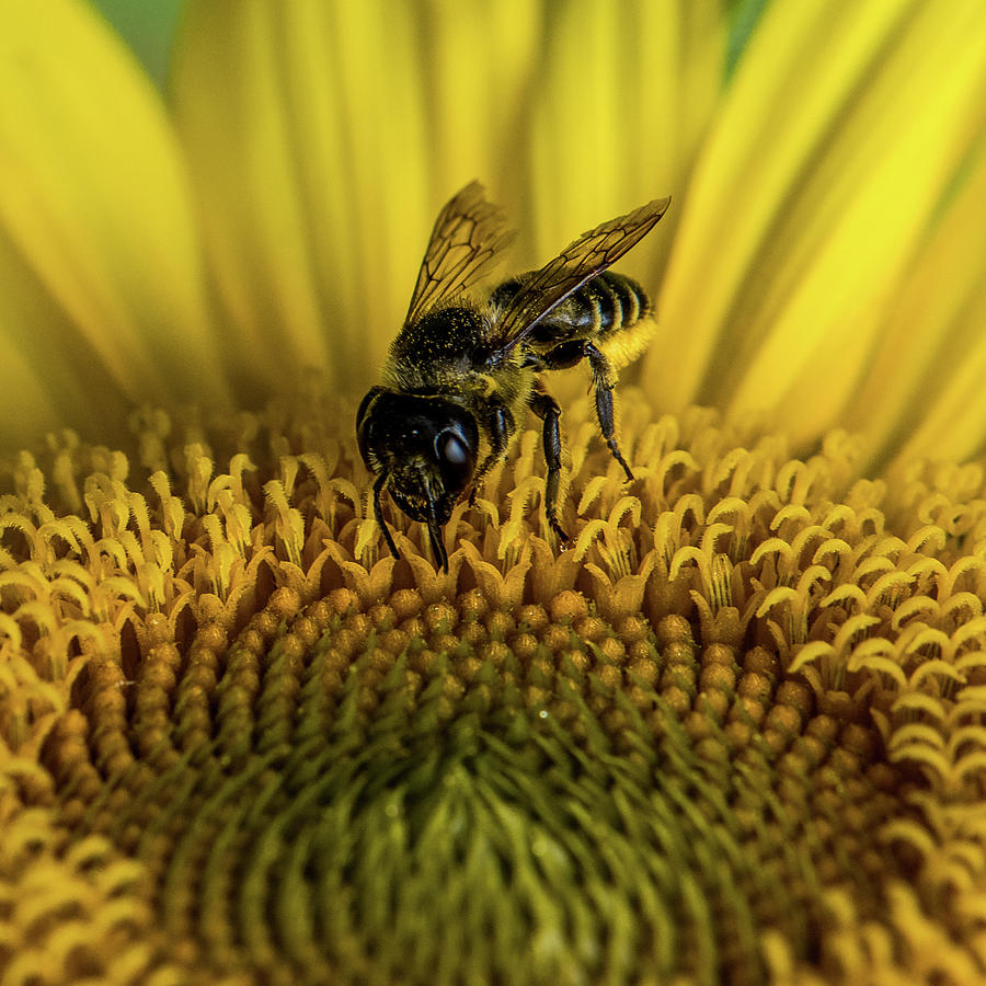 Bee in a Sunflower Photograph by Paul Freidlund