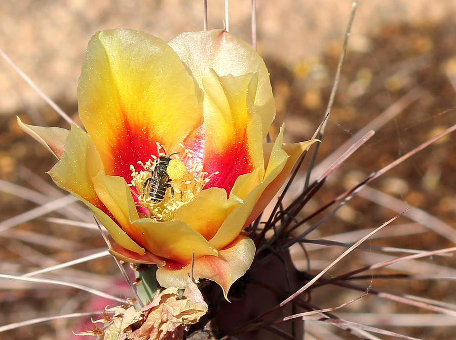 Bee In A Yellow Cactus Flower Photograph by Lorraine Baum