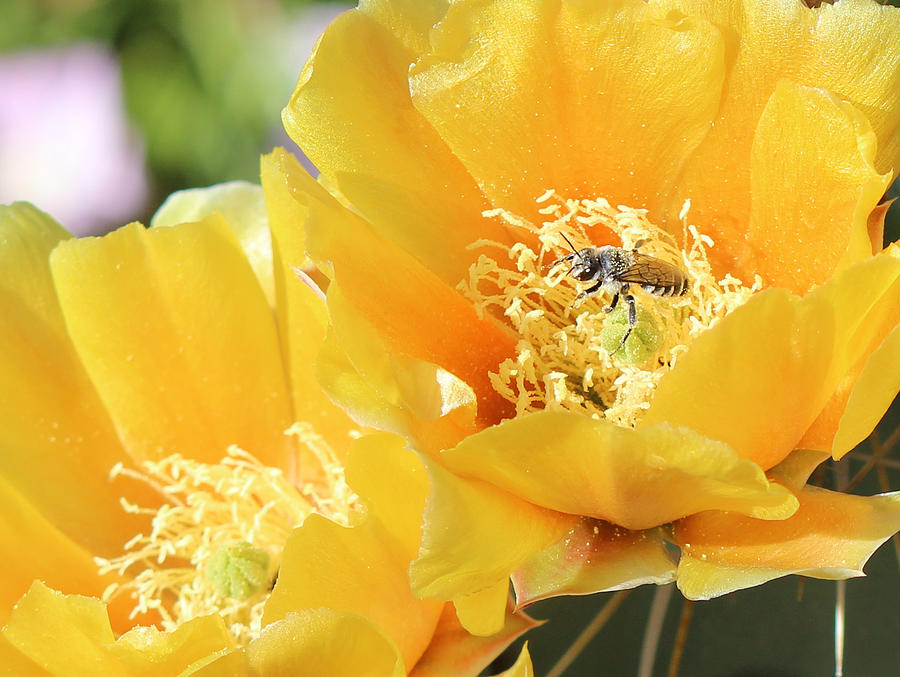 Bee In A Yellow Flower Photograph by Lorraine Baum