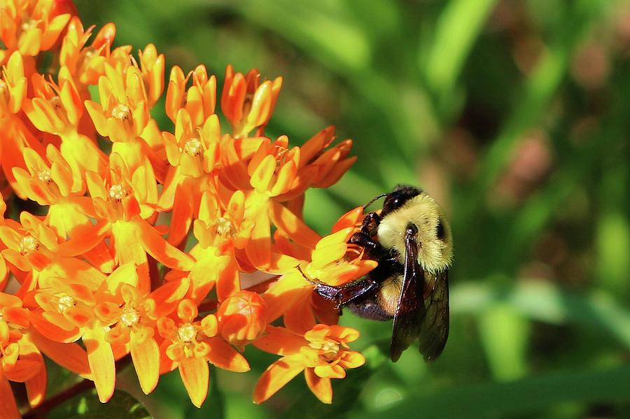 Bee in Atlanta Photograph by Robert Wilder Jr