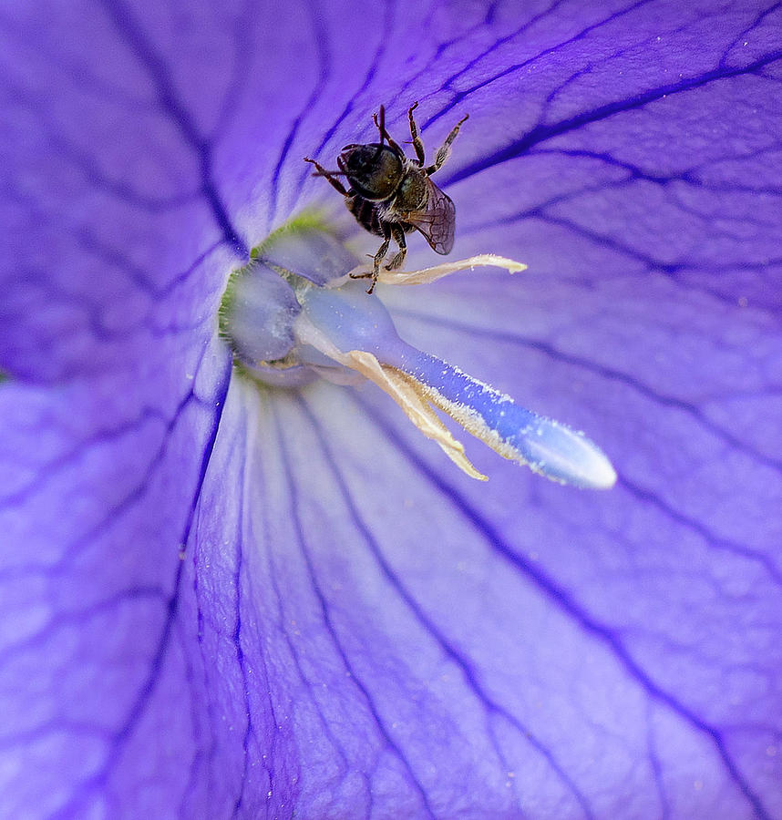 Bee in Balloon Flower Photograph by Timothy Anable