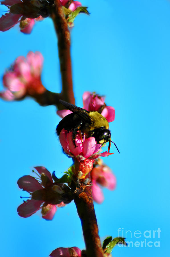Bee in Blossom Photograph by Eric Liller