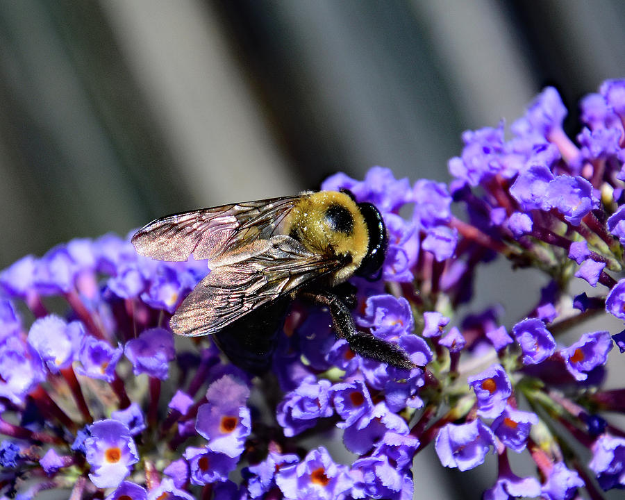 Bee in Butterfly Bush by Ann Keisling Bee in Butterfly Bush by Ann Keisling