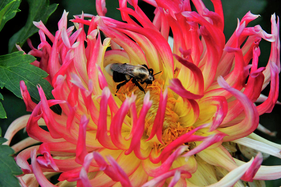 Bee In Dahlia Photograph by David Arment