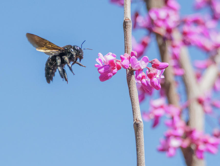 Bee in Flight 2038-031718-1cr Photograph by Tam Ryan