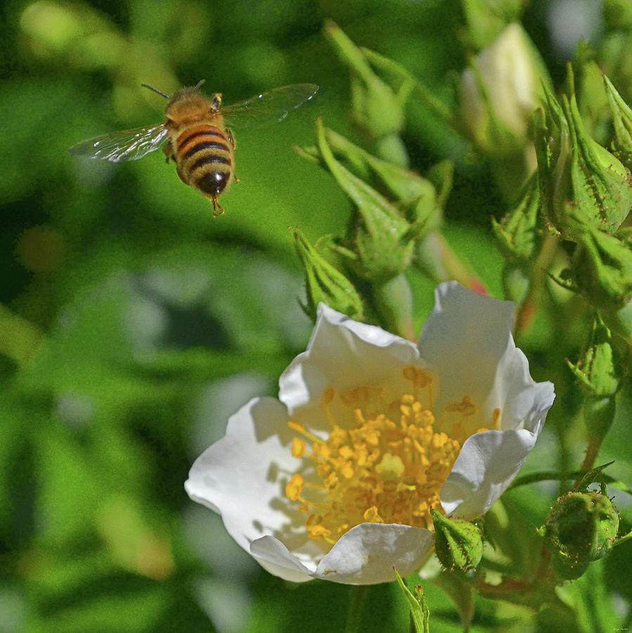 Bee In Flight And A White Rose 007 Photograph by George Bostian