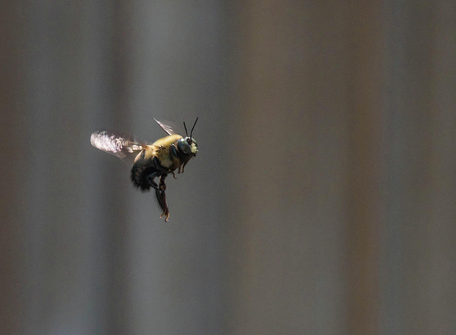 Bee in Flight Photograph by Jody Partin