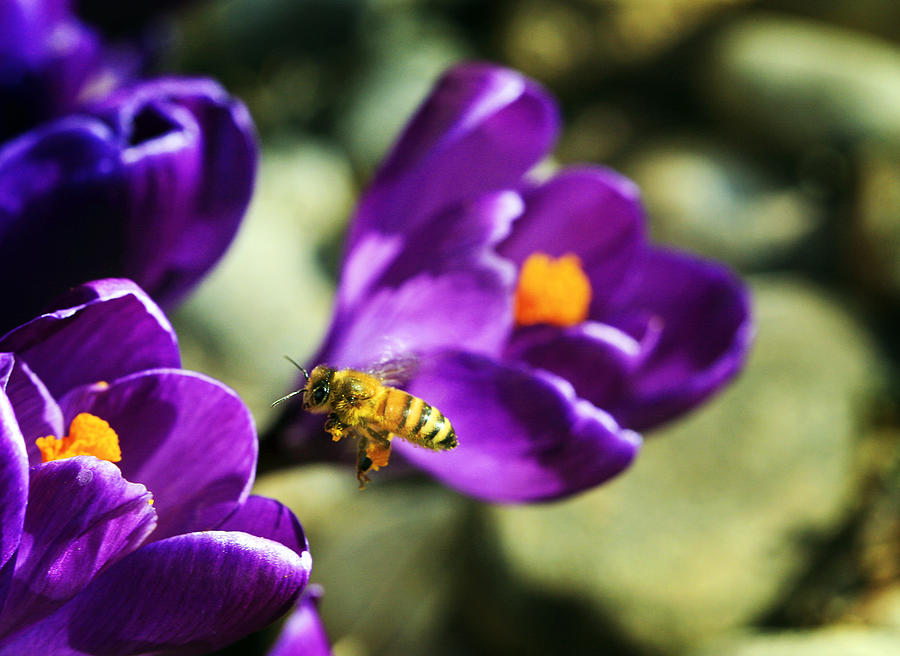 Flower Photograph - Bee in Flight by Marilyn Hunt