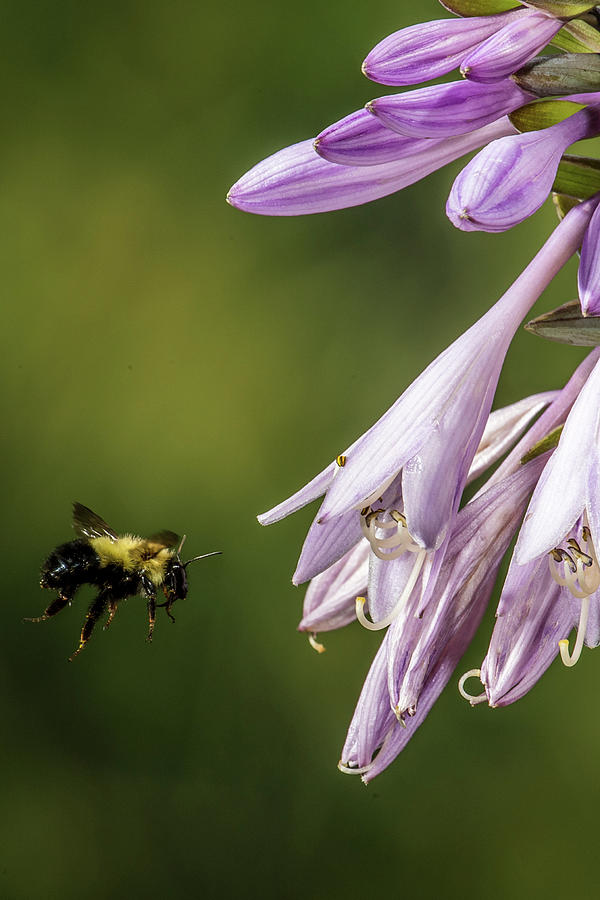 Bee in Flight Photograph by Paul Freidlund