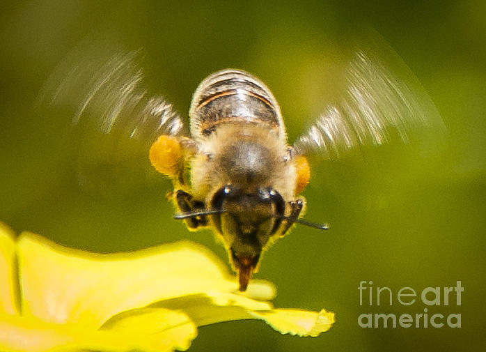 Bee In Flight Photograph