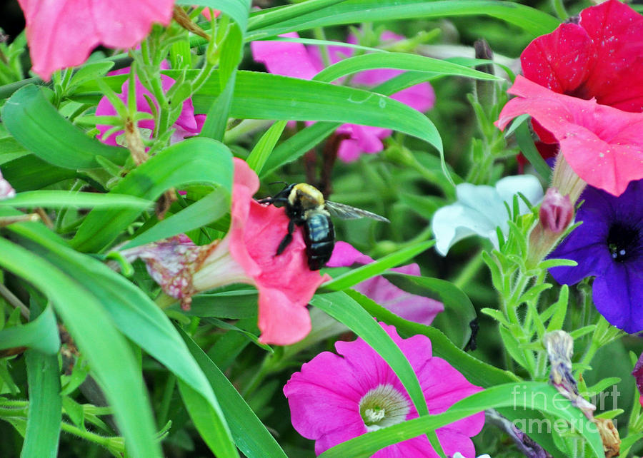Bee In Flower Garden 3 Photograph by Lydia Holly