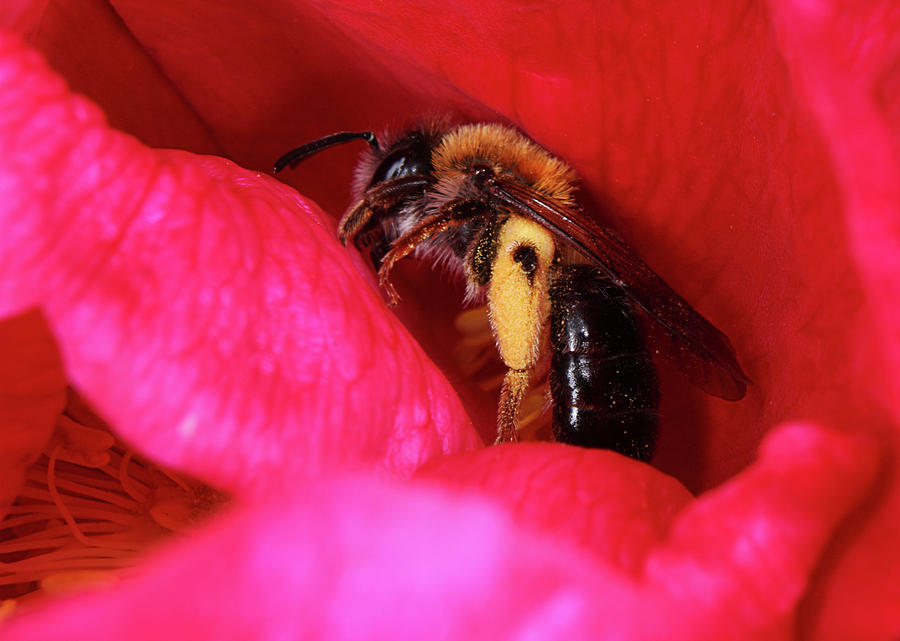 Flowers Still Life Photograph - Bee in flower by Jouko Mikkola