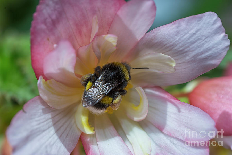 Bee in flower Photograph by Patricia Hofmeester