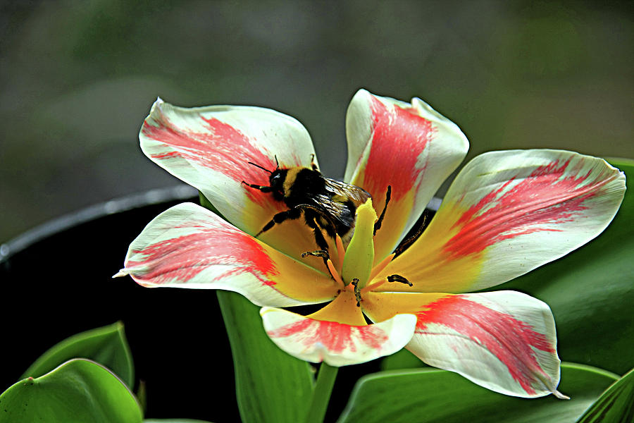 Bee In Flowering Plant Photograph by Aidan Moran