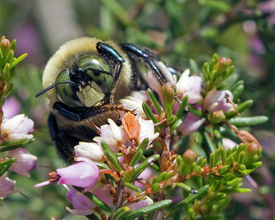 Bee in Heather Photograph by Alan Raasch