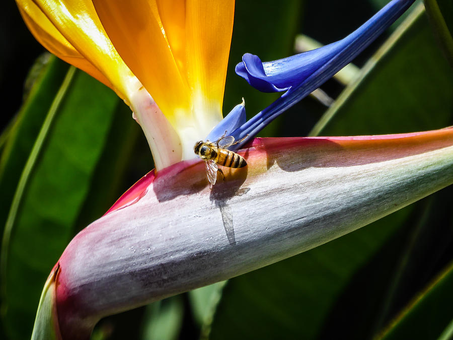 Bee in Paradise Photograph by Pamela Newcomb