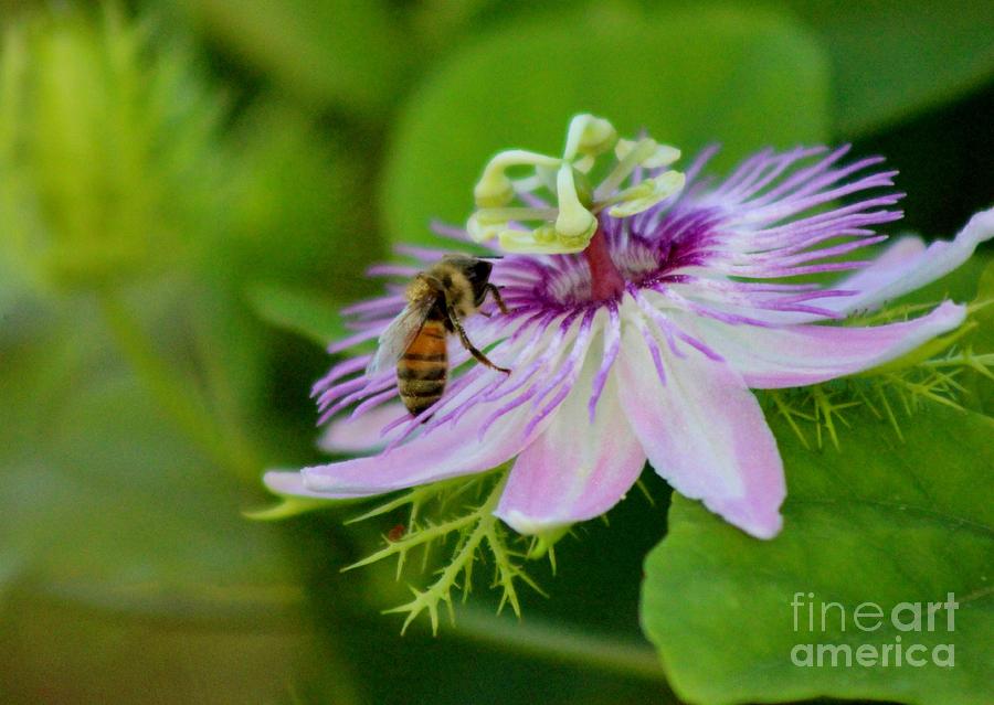 Insects Photograph - Bee in Passion Flower by Mesa Teresita