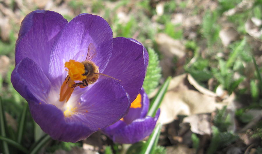 Spring Photograph - Bee in Purple Flower by Luke Cain