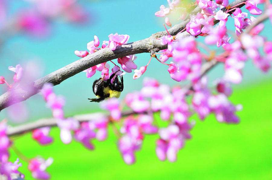 Bee in Red Bud Tree Photograph by David Arment