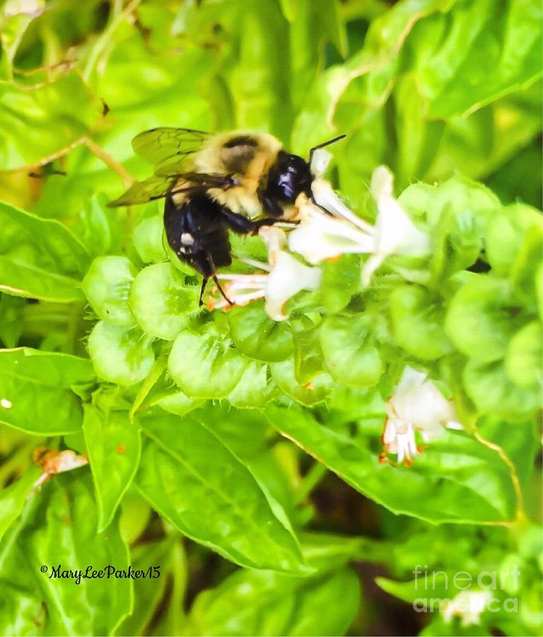 Bee In The  Basil  Photograph by MaryLee Parker