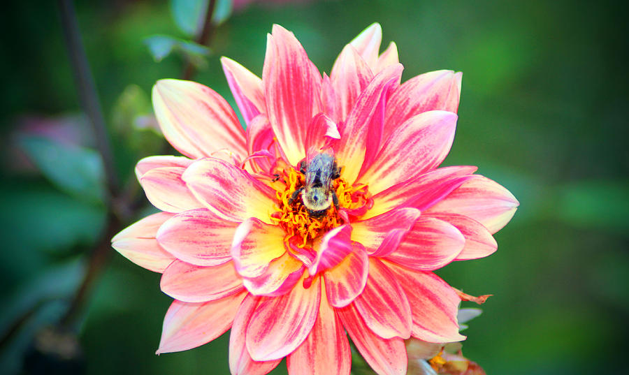 Flower Photograph - Bee In The Center by Cynthia Guinn