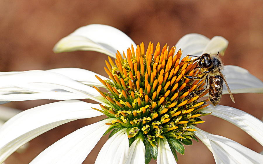 Bee in the Echinacea  Photograph by AJ Schibig